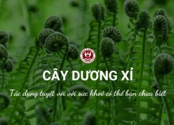 Cây dương xỉ có tác dụng gì? Những lợi ích tuyệt vời có thể bạn chưa biết